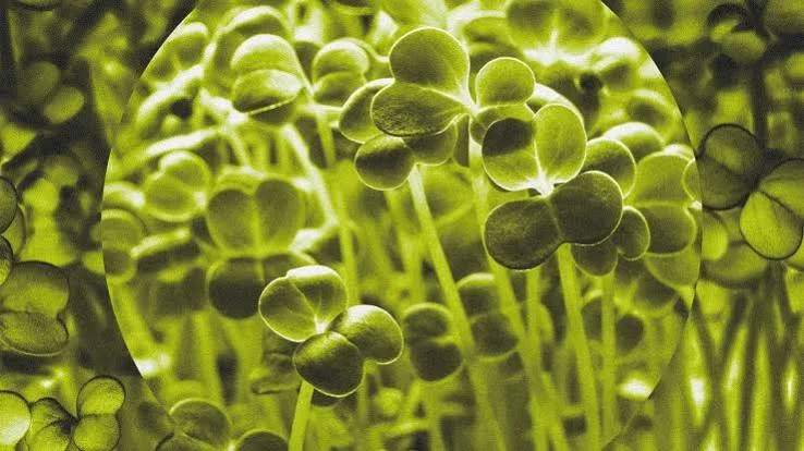 Salmonella-Outbreak-Linked-to-Broccoli-Sprouts.jpg