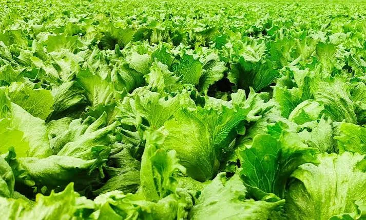 Cyclospora-Cases-Put-Food-Safety-Back-in-Focus.jpg