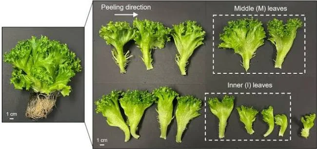 Lettuce-Investigation-Deepens.jpg